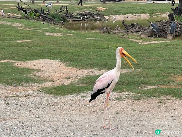 【親子好去處】暑假必玩! 長隆野生動物世界遊玩攻略