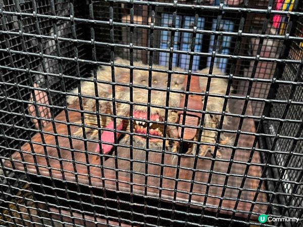 【大阪】觀光．親身體驗成為哈利波特魔法世界的一員｜大阪環球影城