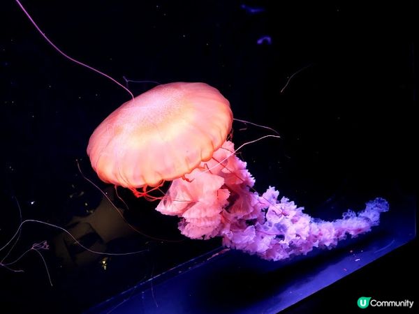 浪漫夜遊水母館♒ 荃灣浩海立方•探游館餐廳Cube O