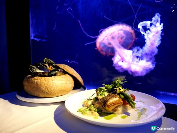 浪漫夜遊水母館♒ 荃灣浩海立方•探游館餐廳Cube O