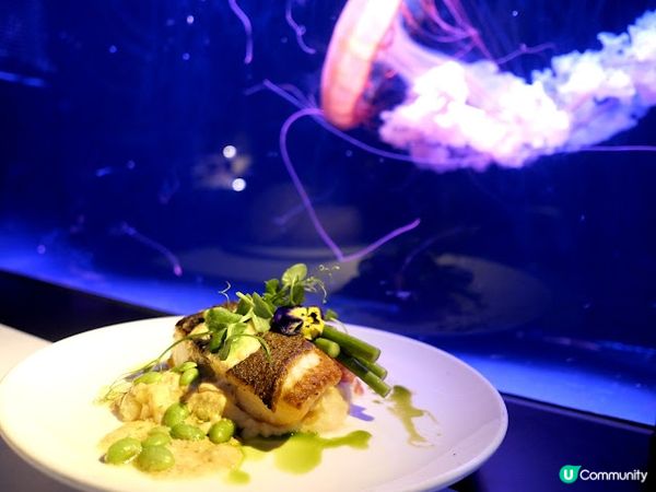 浪漫夜遊水母館♒ 荃灣浩海立方•探游館餐廳Cube O