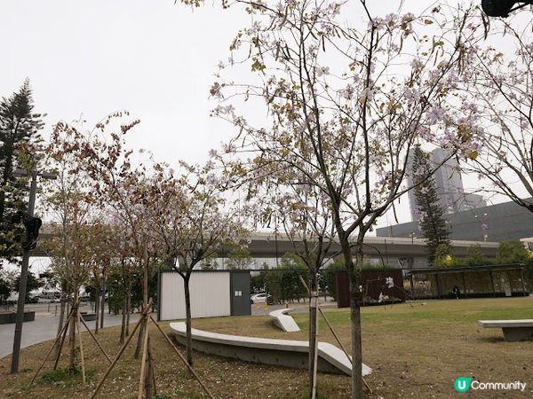 拉絲棉花糖甜品Pizza〠 Mano