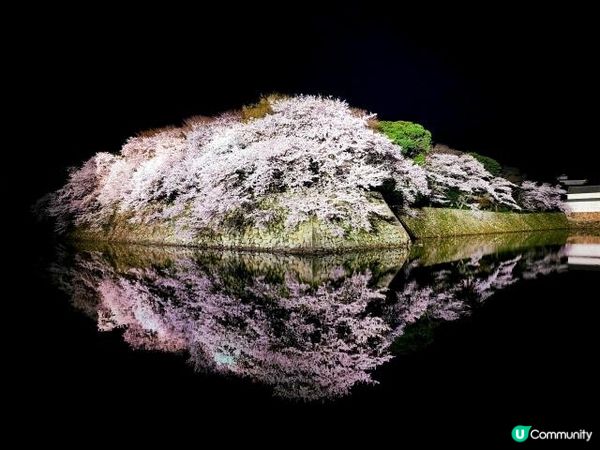 夜晚的櫻花倒映在護城河的水面上