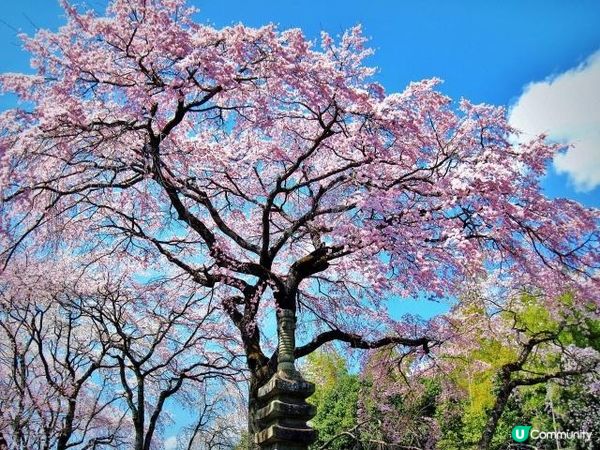 佐野藤右衛門（始於江戶時代仁和寺的園藝師稱號）