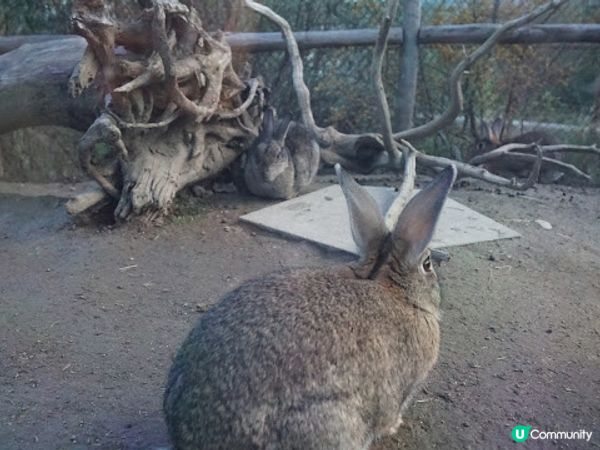 [德瑞法] 13個月嬰兒歐遊去: 180年老店Sprüngli 和嬰兒節目遊Zurich Zoo