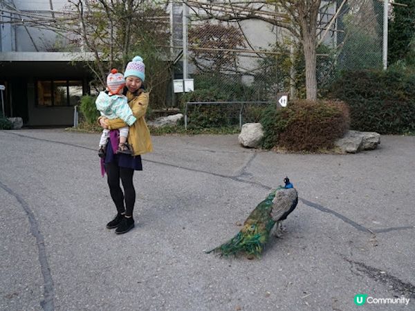 [德瑞法] 13個月嬰兒歐遊去: 180年老店Sprüngli 和嬰兒節目遊Zurich Zoo