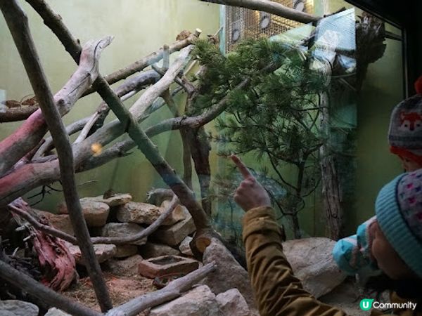 [德瑞法] 13個月嬰兒歐遊去: 180年老店Sprüngli 和嬰兒節目遊Zurich Zoo