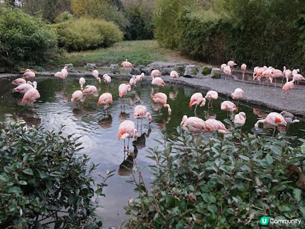 [德瑞法] 13個月嬰兒歐遊去: 180年老店Sprüngli 和嬰兒節目遊Zurich Zoo