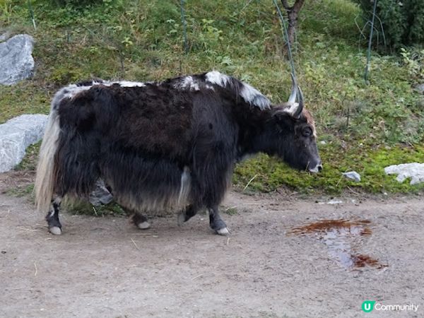 [德瑞法] 13個月嬰兒歐遊去: 180年老店Sprüngli 和嬰兒節目遊Zurich Zoo