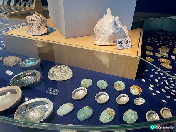 沖繩親子遊 | 古宇利海洋塔 x 貝殼博物館 x 心型岩 [ 沖繩北部 ]