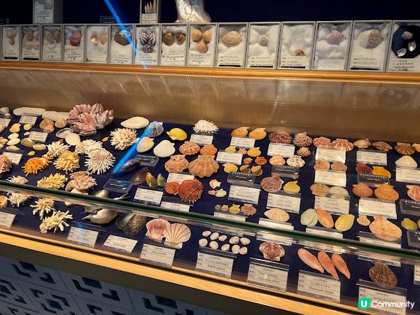 沖繩親子遊 | 古宇利海洋塔 x 貝殼博物館 x 心型岩 [ 沖繩北部 ]