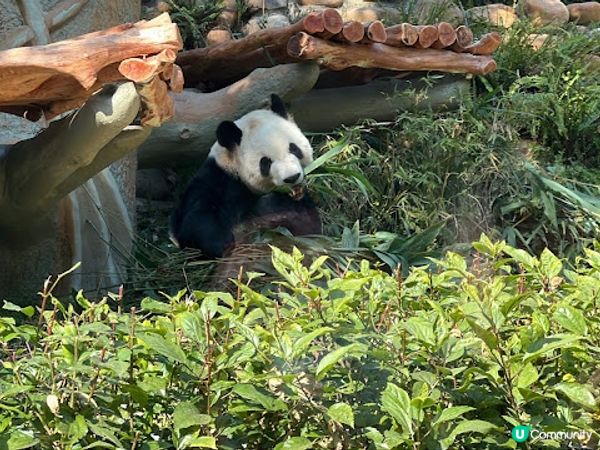 澳門親子遊 | 澳門大熊貓館 x 免費玩樂好去處