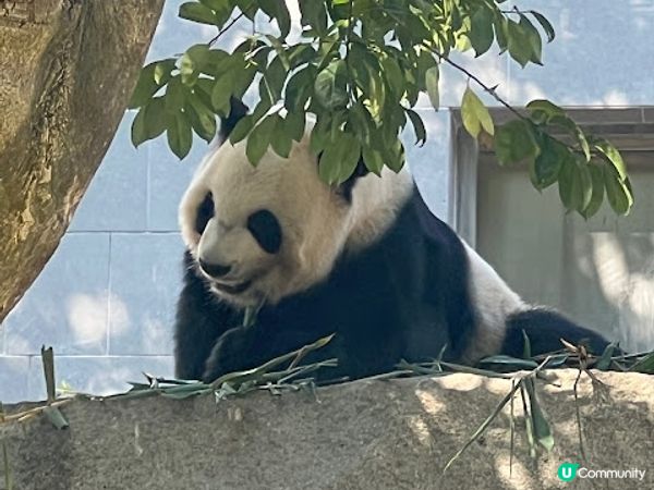 澳門親子遊 | 澳門大熊貓館 x 免費玩樂好去處
