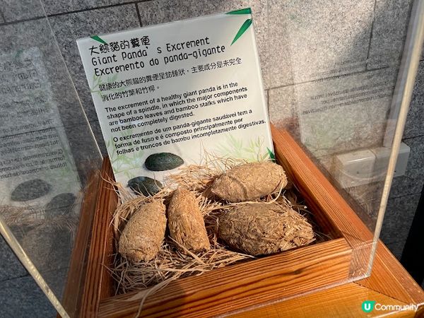 澳門親子遊 | 澳門大熊貓館 x 免費玩樂好去處