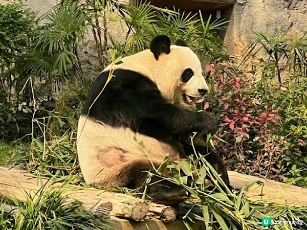 澳門親子遊 | 澳門大熊貓館 x 免費玩樂好去處