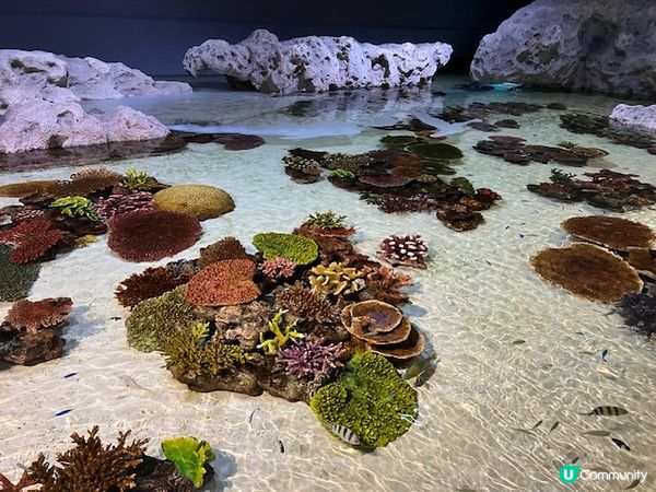 沖繩親子遊 | 沖繩DMMかりゆし水族館 x 水族館 x 餵樹懶餵企鵝