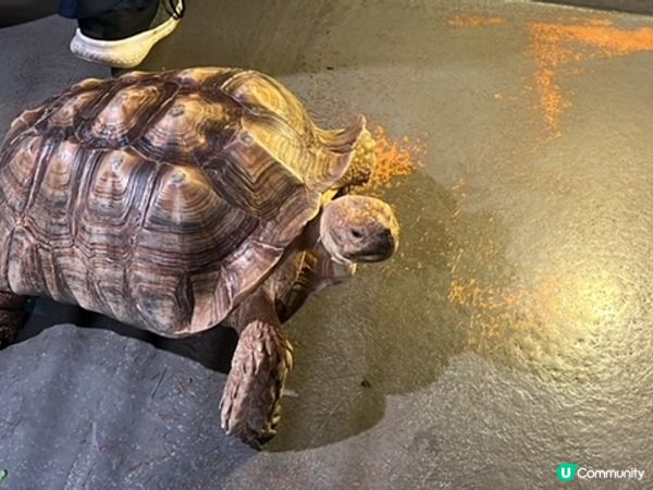 沖繩親子遊 | 沖繩DMMかりゆし水族館 x 水族館 x 餵樹懶餵企鵝