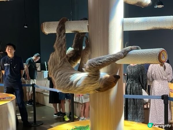 沖繩親子遊 | 沖繩DMMかりゆし水族館 x 水族館 x 餵樹懶餵企鵝