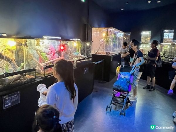 沖繩親子遊 | 沖繩DMMかりゆし水族館 x 水族館 x 餵樹懶餵企鵝