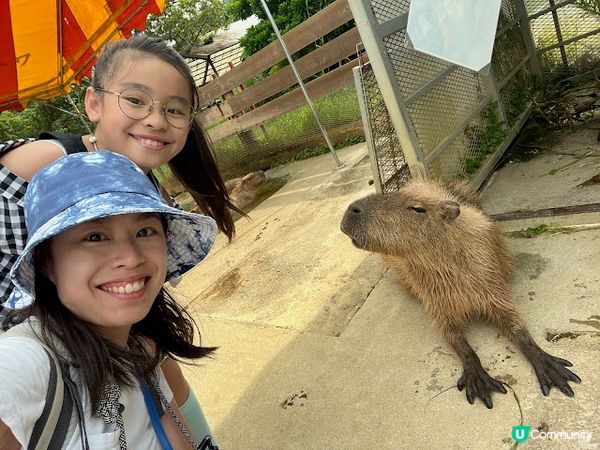沖繩親子遊 | 名護自然動植物公園NEO PARK x 小火車 x 水豚 x 動物近距離接觸