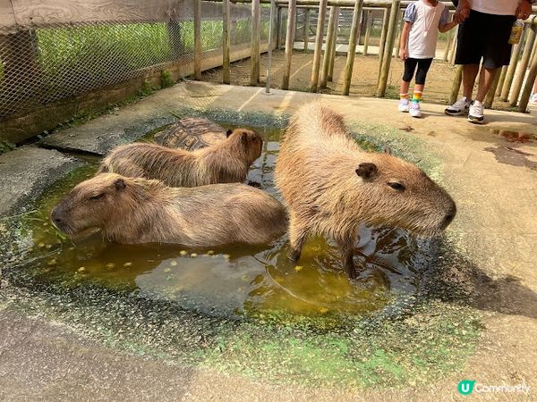 沖繩親子遊 | 名護自然動植物公園NEO PARK x 小火車 x 水豚 x 動物近距離接觸
