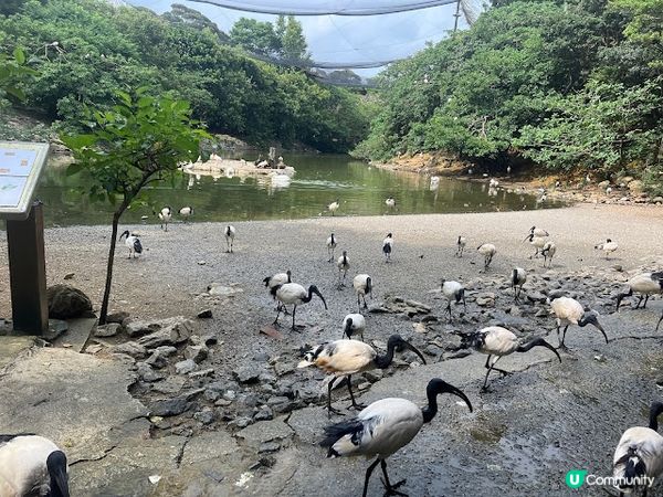 沖繩親子遊 | 名護自然動植物公園NEO PARK x 小火車 x 水豚 x 動物近距離接觸