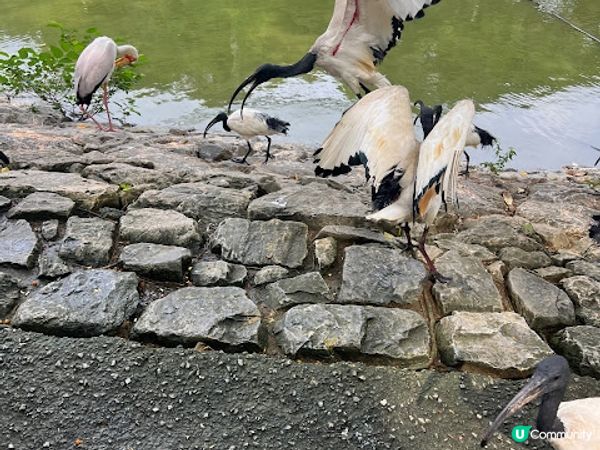 沖繩親子遊 | 名護自然動植物公園NEO PARK x 小火車 x 水豚 x 動物近距離接觸