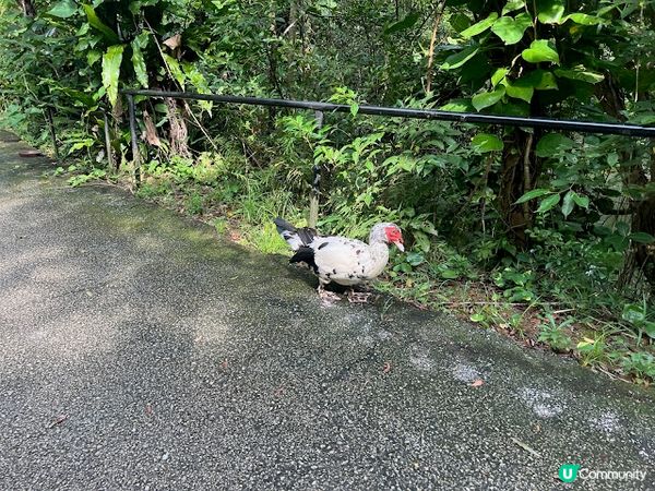 沖繩親子遊 | 名護自然動植物公園NEO PARK x 小火車 x 水豚 x 動物近距離接觸