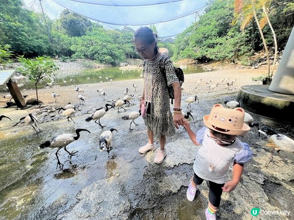 沖繩親子遊 | 名護自然動植物公園NEO PARK x 小火車 x 水豚 x 動物近距離接觸