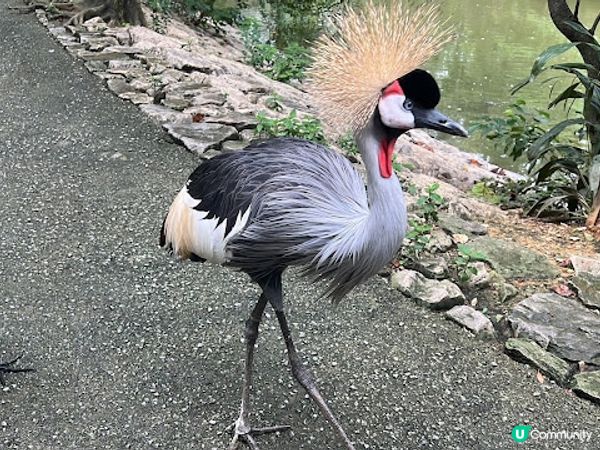 沖繩親子遊 | 名護自然動植物公園NEO PARK x 小火車 x 水豚 x 動物近距離接觸