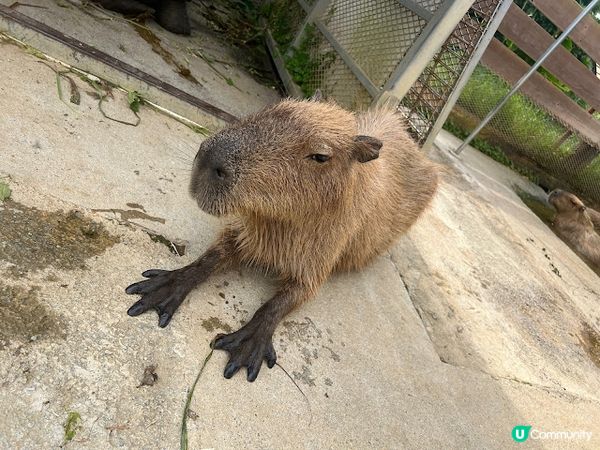 沖繩親子遊 | 名護自然動植物公園NEO PARK x 小火車 x 水豚 x 動物近距離接觸