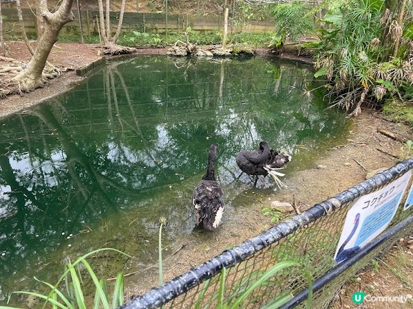 沖繩親子遊 | 名護自然動植物公園NEO PARK x 小火車 x 水豚 x 動物近距離接觸