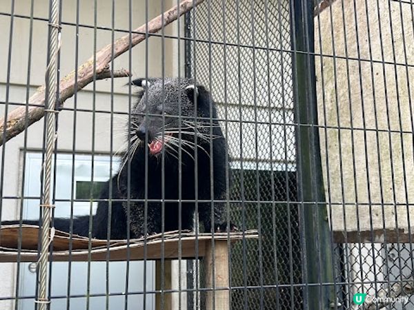 沖繩親子遊 | 名護自然動植物公園NEO PARK x 小火車 x 水豚 x 動物近距離接觸