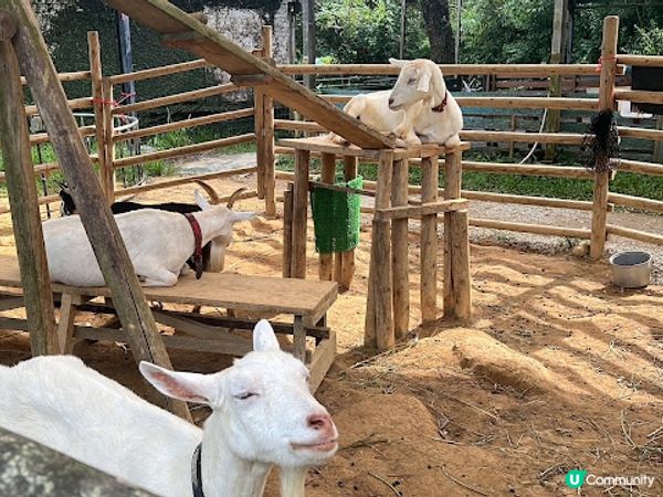 沖繩親子遊 | 名護自然動植物公園NEO PARK x 小火車 x 水豚 x 動物近距離接觸