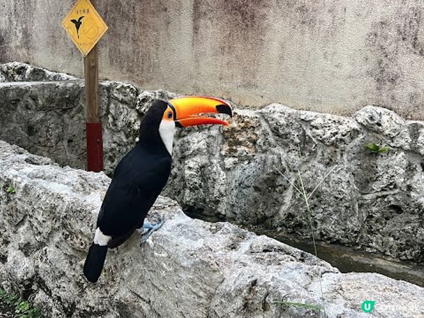 沖繩親子遊 | 名護自然動植物公園NEO PARK x 小火車 x 水豚 x 動物近距離接觸