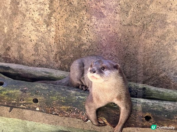 沖繩親子必到景點 x 沖繩兒童王國 x 動物 x 神奇博物館