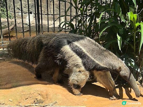 沖繩親子必到景點 x 沖繩兒童王國 x 動物 x 神奇博物館