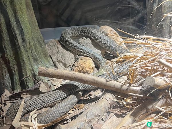 沖繩親子必到景點 x 沖繩兒童王國 x 動物 x 神奇博物館