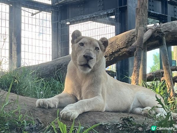 沖繩親子必到景點 x 沖繩兒童王國 x 動物 x 神奇博物館