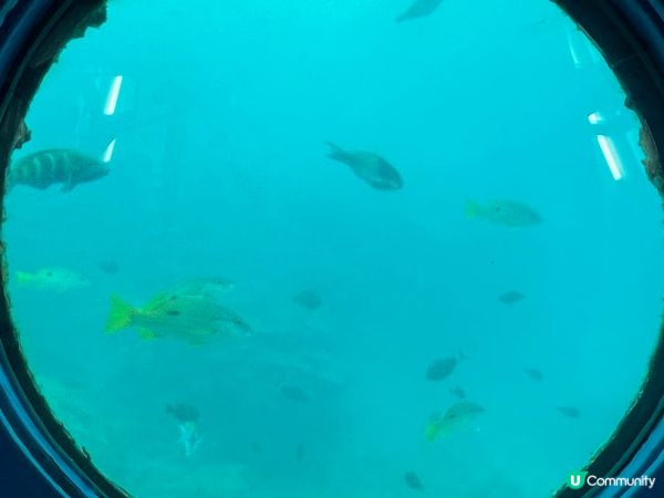 沖繩親子遊 | 360度觀賞海底世界 x 部瀨名海中公園