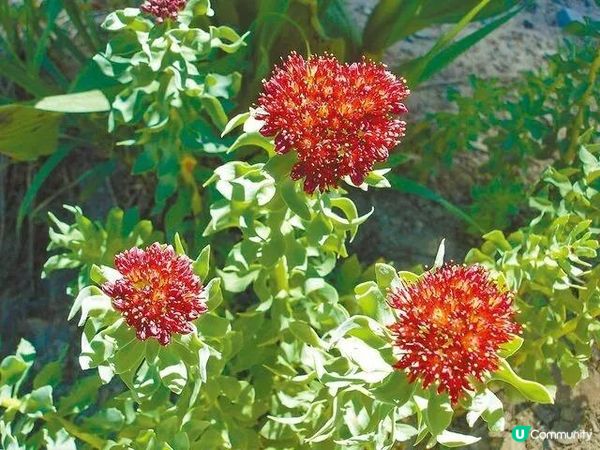 紅景天的功效？能有效舒緩高山症嗎？