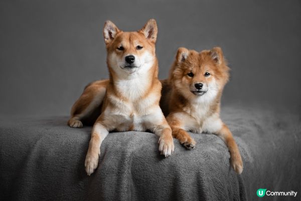 瞓低個樣好似塊毛茸茸地毯，完全融入草地！#主子SPATime