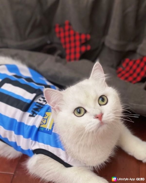 阿根廷貓子