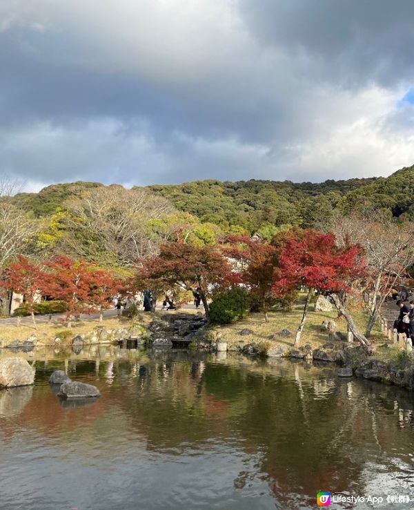日本楓葉漸變紅