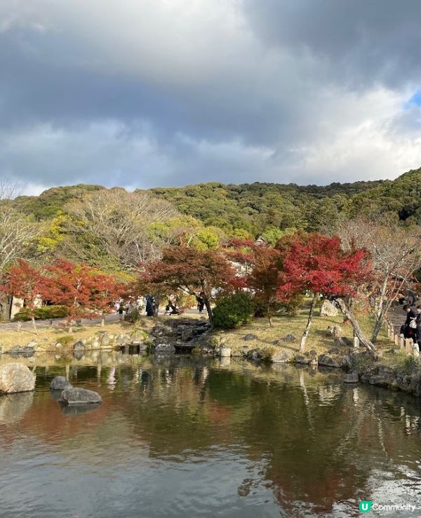 日本楓葉漸變紅