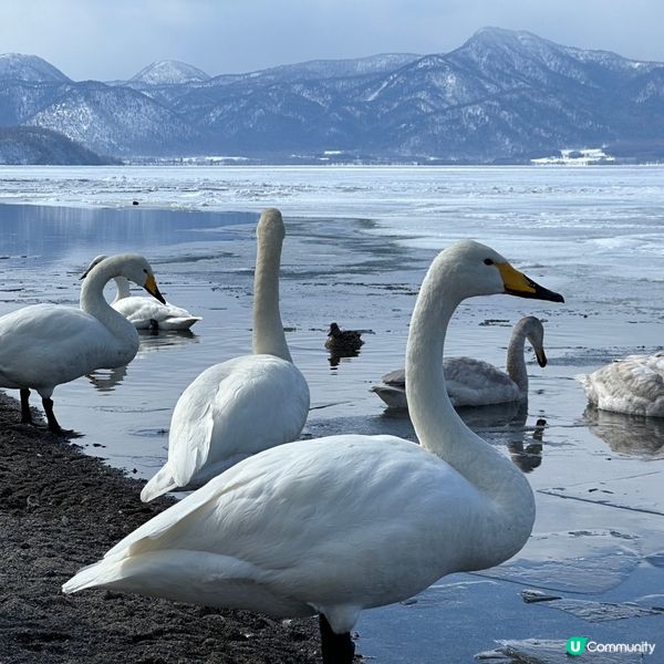 與天鵝🦢一齊浸溫泉