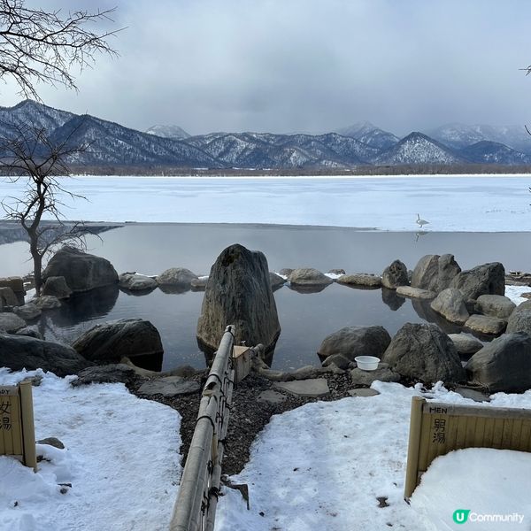 與天鵝🦢一齊浸溫泉