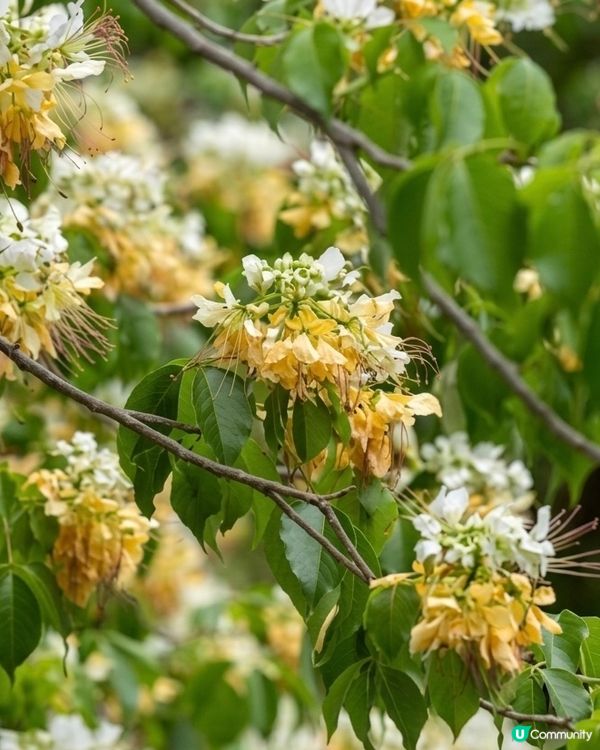 大角咀欣賞黃白花海