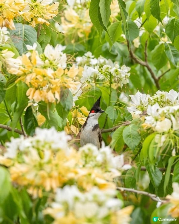 大角咀欣賞黃白花海