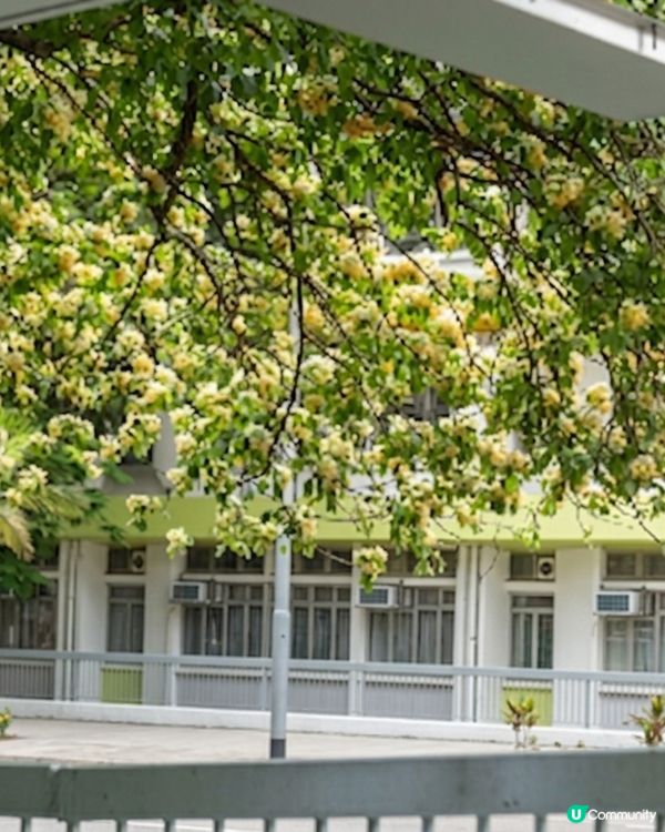 大角咀欣賞黃白花海